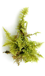 MossFern2
