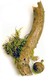 mossfernacorn