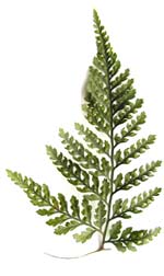 rabbitsfootfern