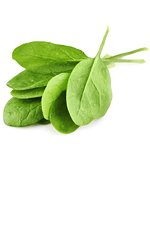 lettuce