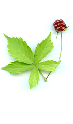 red dew berry