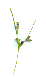 grass head