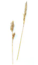 grasses