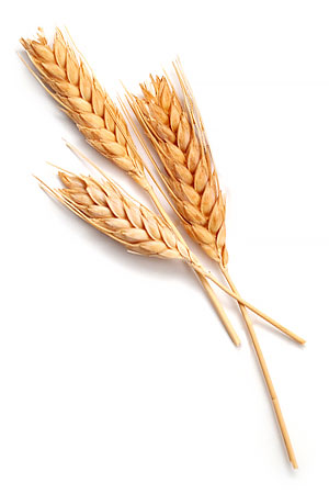three ears of wheat