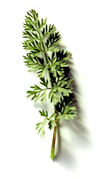 Parsley