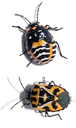 Orange Bug