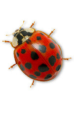 ladybug1
