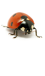 ladybug2