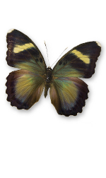 black Euphaedra butterfly