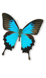 aqua butterfly