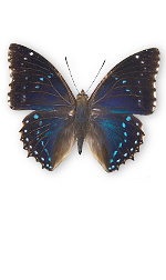 black and blue butterfly
