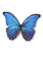blue butterfly