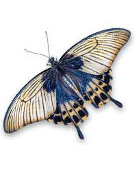 tan and navy blue moth