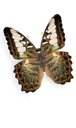bfly1
