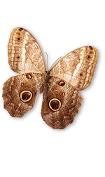 bfly10
