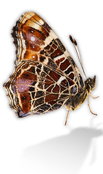 bfly22