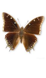brown butterfly