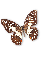 bfly7