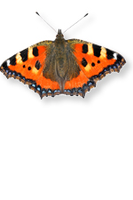 bfly13