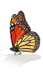 bfly11