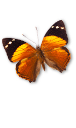 bfly16