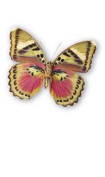 eupahaedra butterfly
