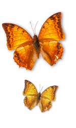 bfly5
