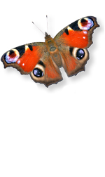 bfly6