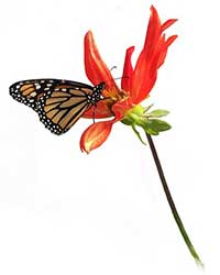 monarch butterfly on a red dahlia