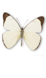 bfly2
