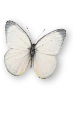 white cabage butterfly