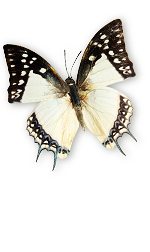 bfly3