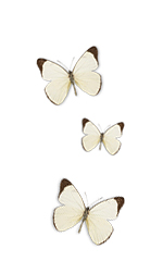 three white butterflies