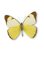 yellow butterflly
