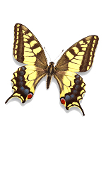 bfly4