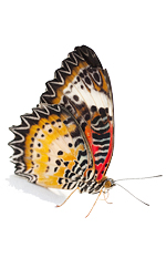 bfly8