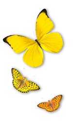 bfly9