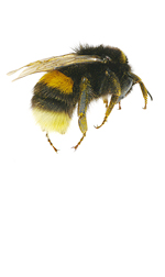 honeyBee3