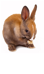 bunny