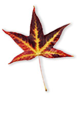 Sweetgum leaf