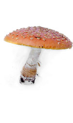 mushroom