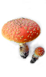 mushroom2