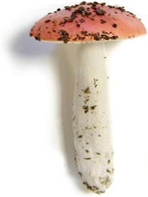 mushroomred