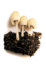 mushrooms3tiny