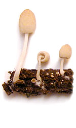 mushrooms3tiny2