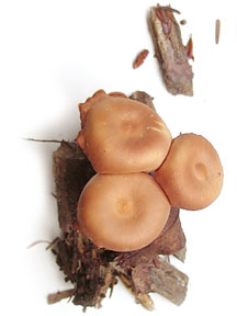 mushroomsbrown