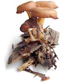mushroomsbrown2