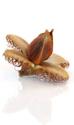 Beachnut