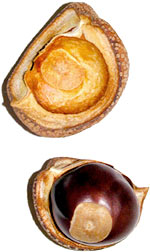 Chestnut