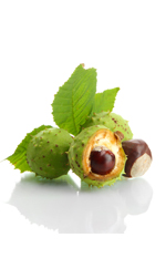 Chestnuts with leaves